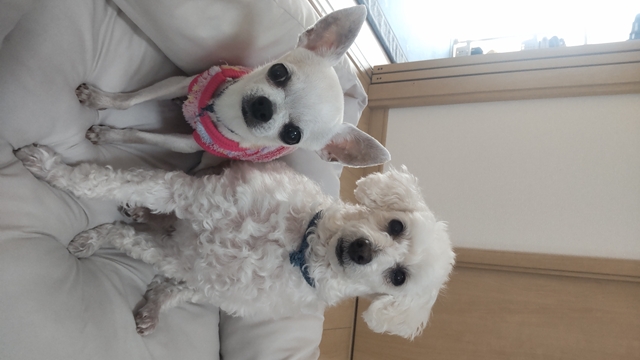 ペット似顔絵まむすてゆ作品例