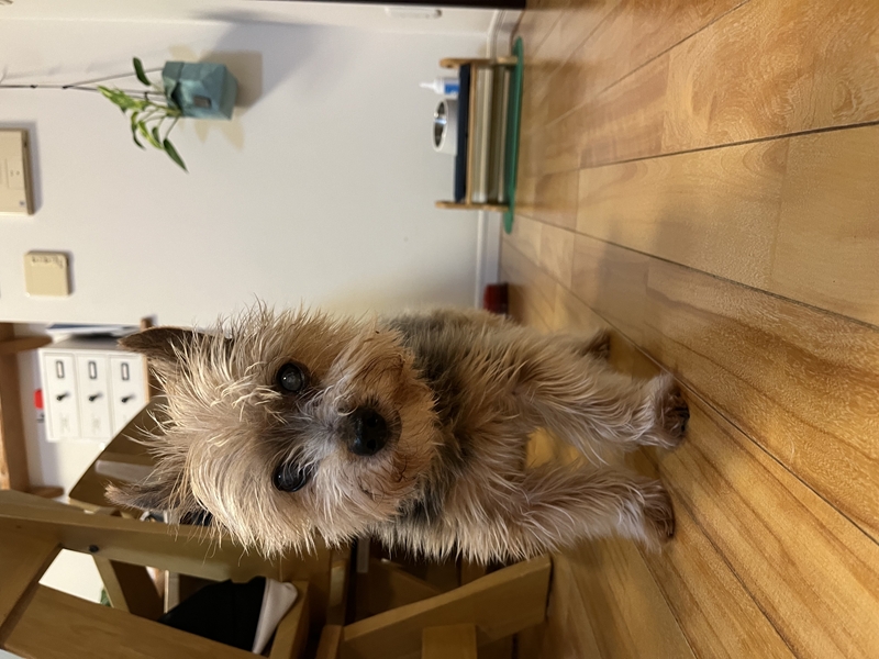 ペット似顔絵まむすてゆ作品例