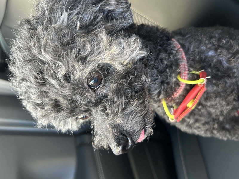 ペット似顔絵まむすてゆ作品例