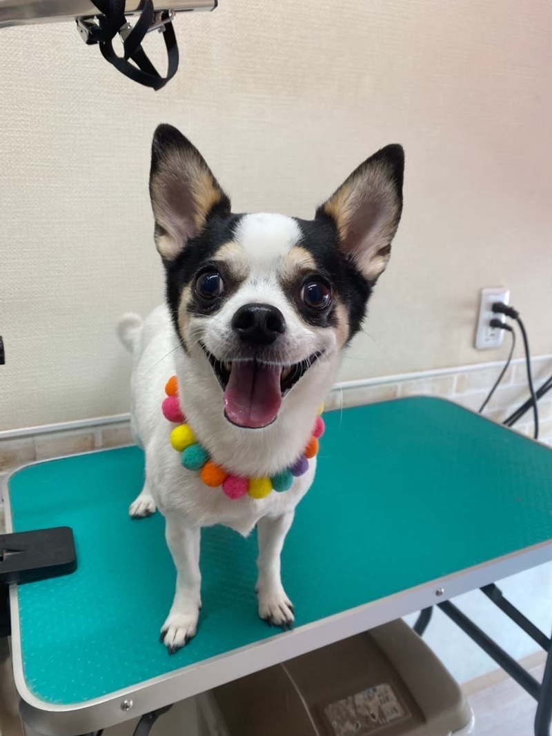 ペット似顔絵まむすてゆ作品例