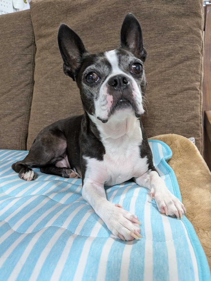 ペット似顔絵まむすてゆ作品例