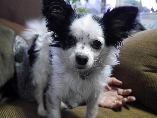 作品1ペット犬似顔絵