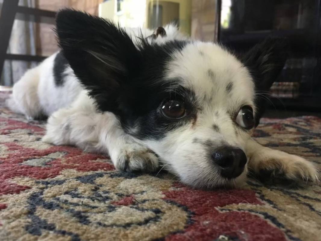 作品2ペット犬似顔絵