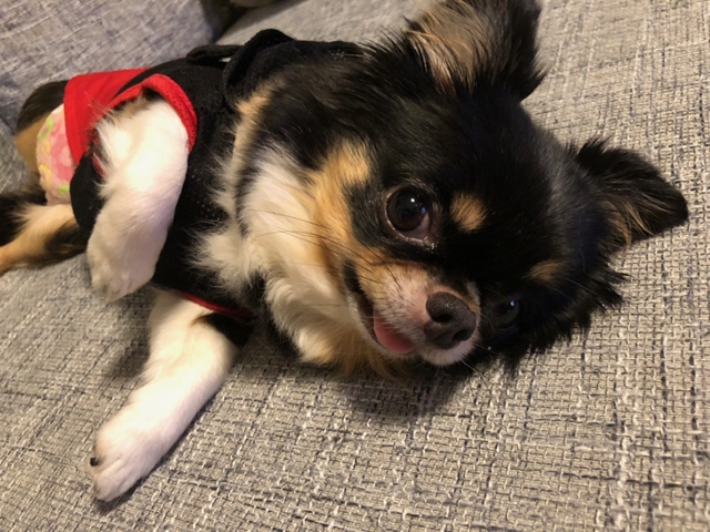 ペット似顔絵まむすてゆ作品例