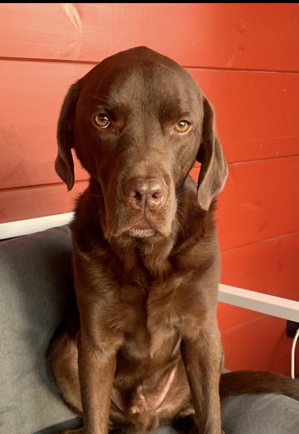 ペット似顔絵まむすてゆ作品例